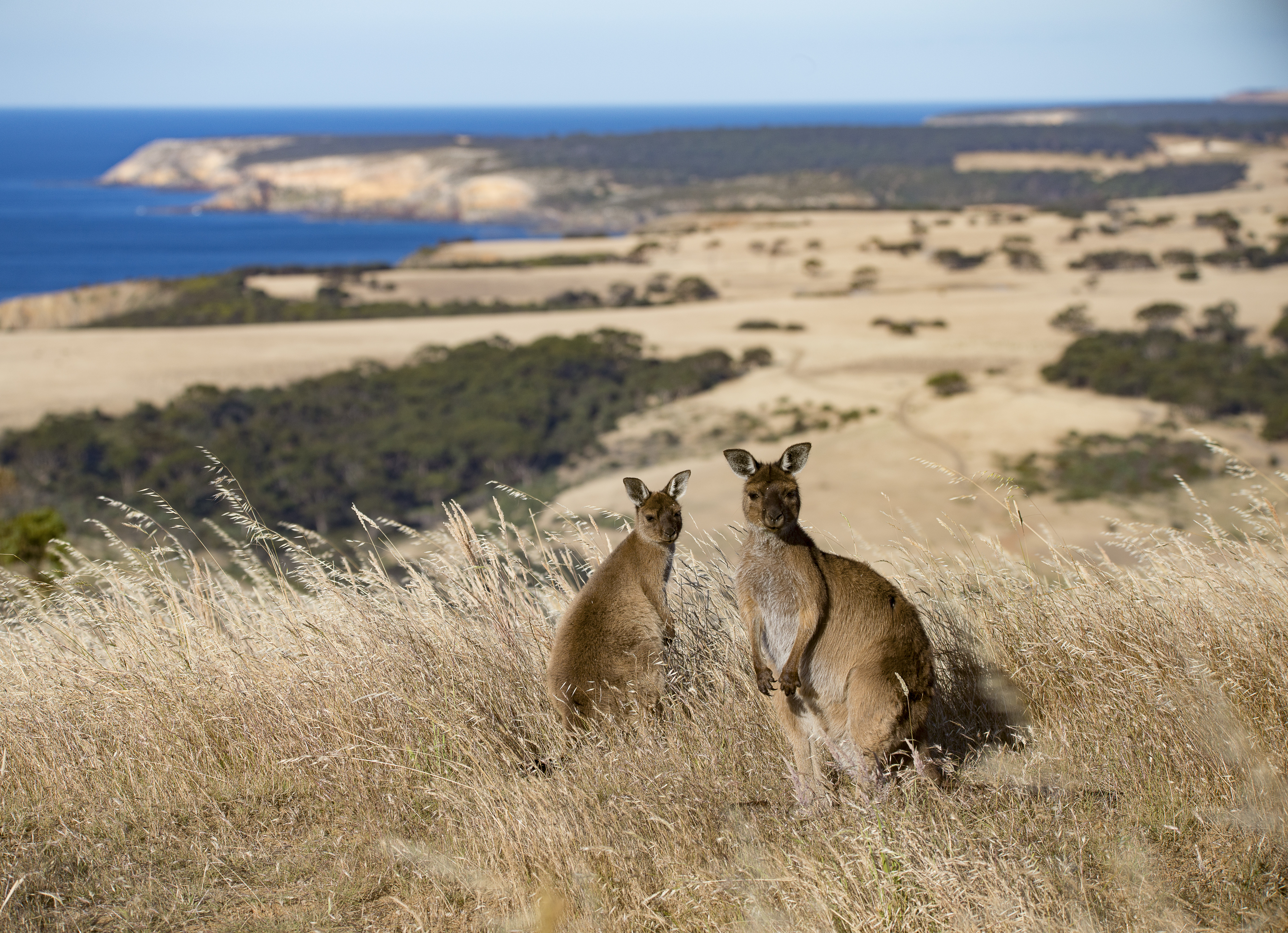 Exceptional Kangaroo Island South Australia